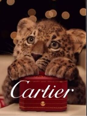 Cartier In My Closet